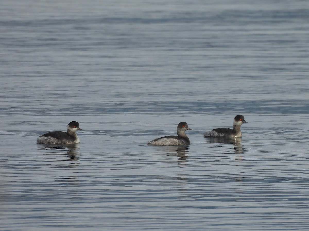 potápka černokrká - ML647411098