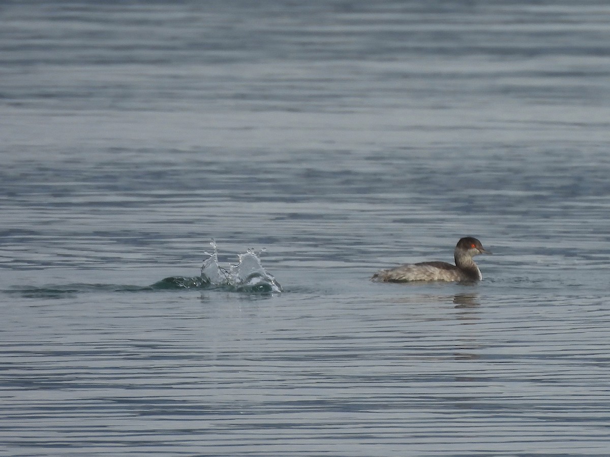 potápka černokrká - ML647411099