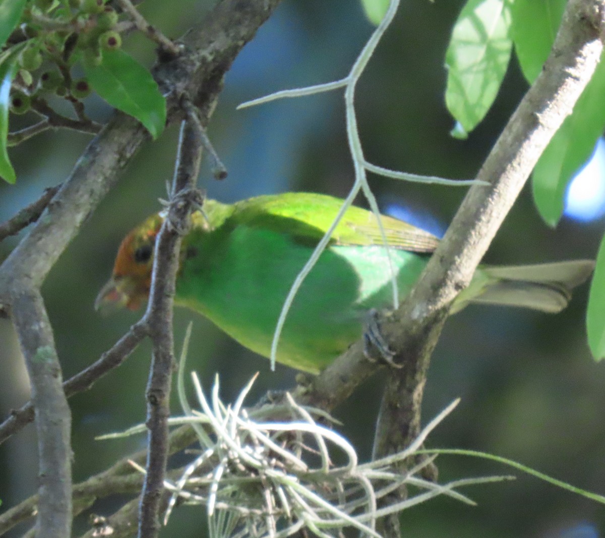 Calliste rouverdin - ML647411105