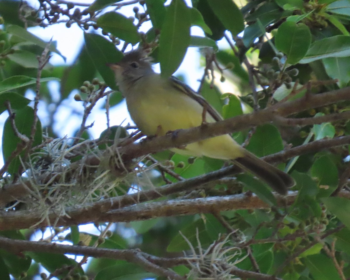 Yellow-bellied Elaenia - ML647411112