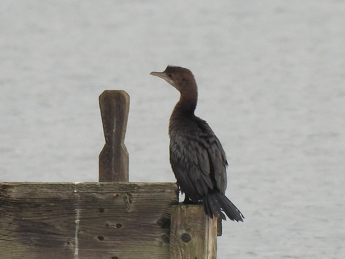 Ubarroi txikia - ML647411117