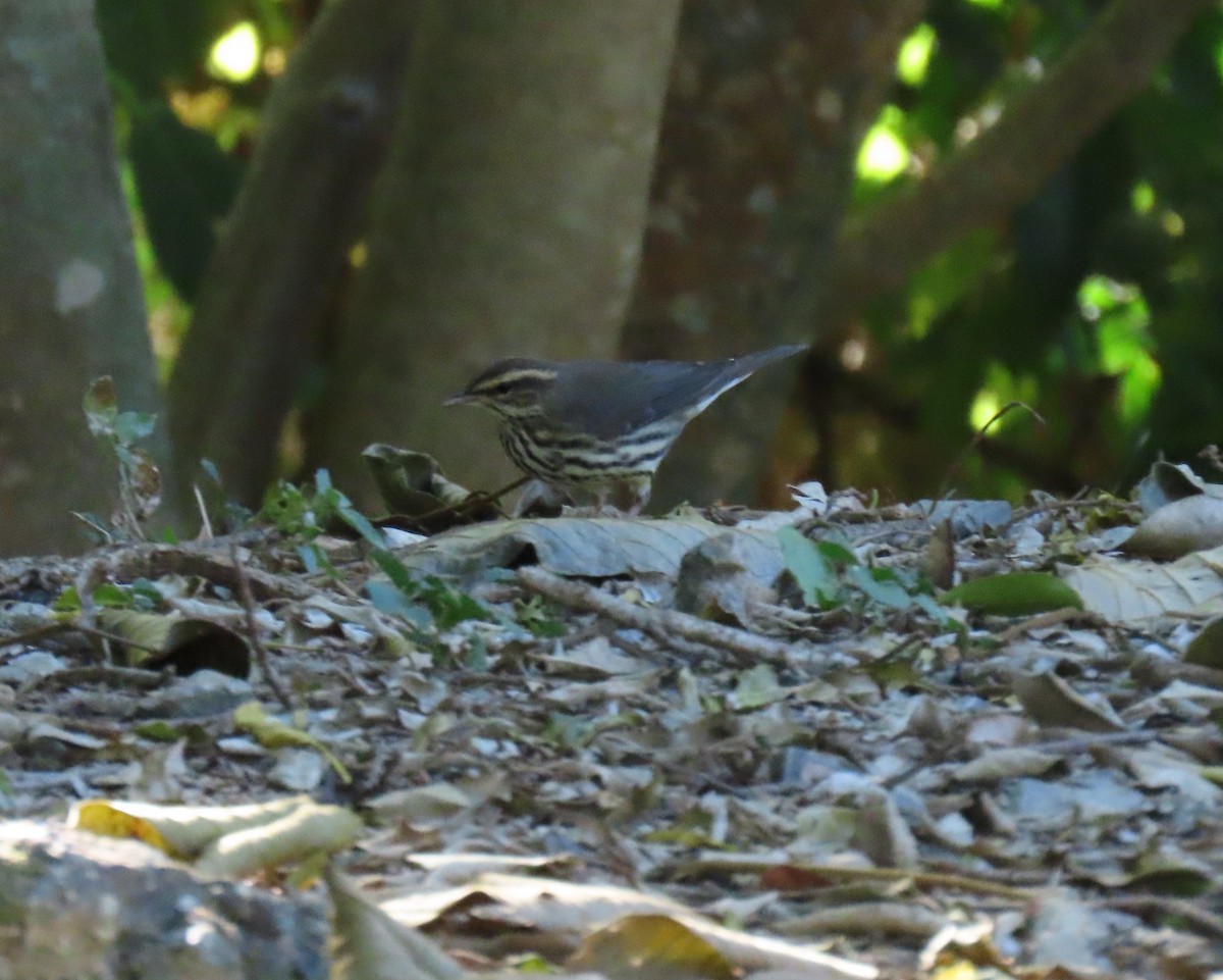 Northern Waterthrush - ML647411127