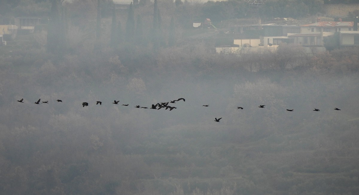 storskarv - ML647411150