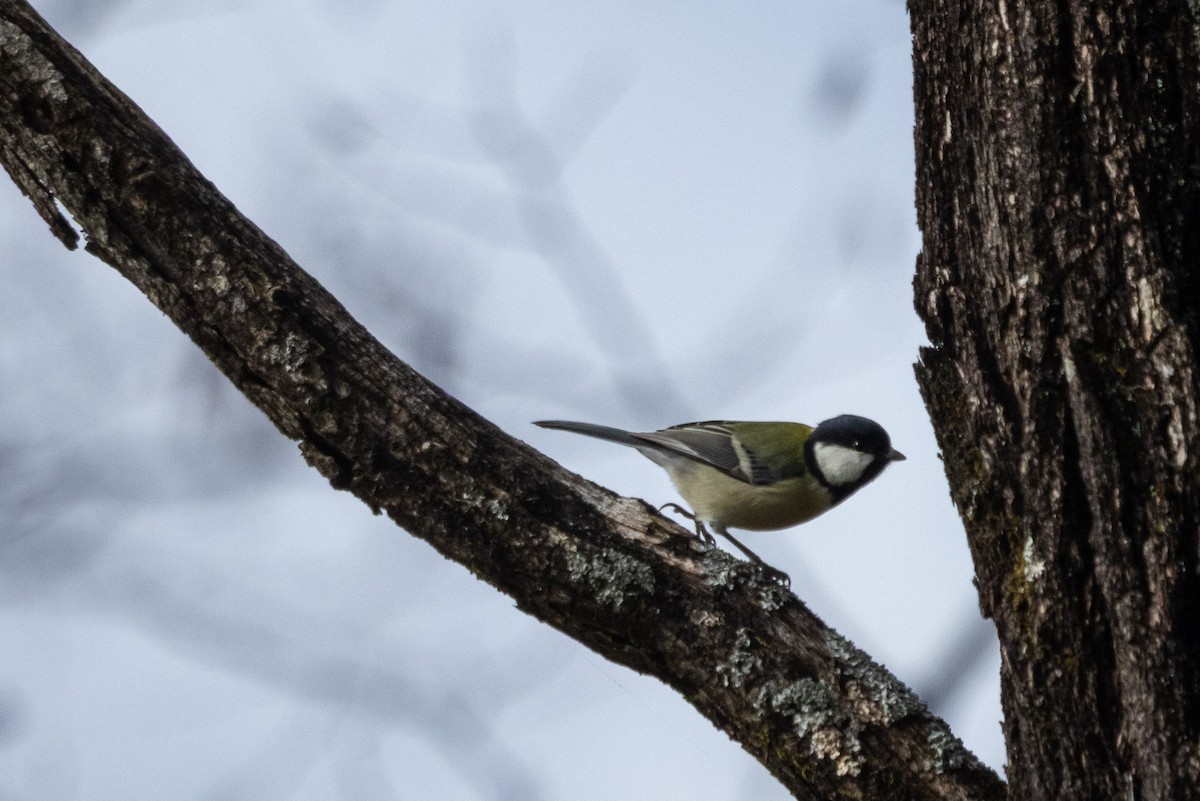 白頰山雀(minor群) - ML647411154