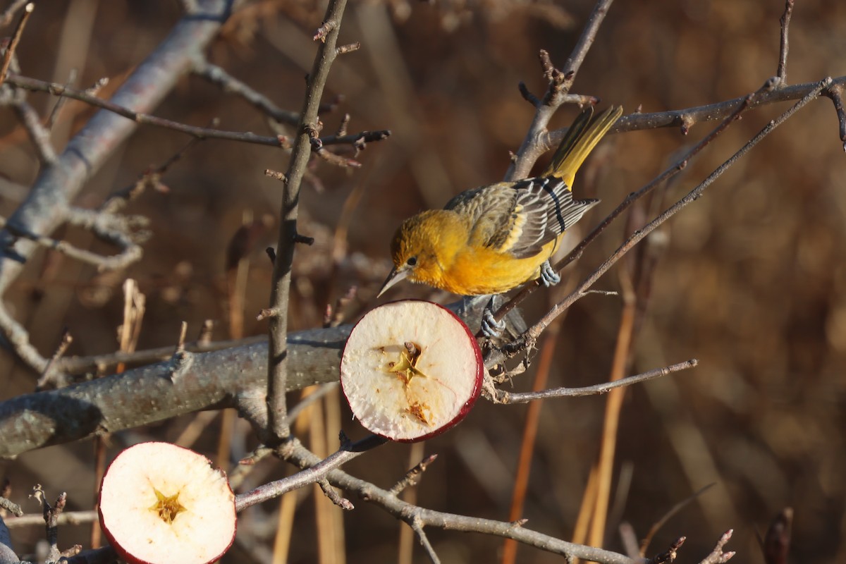 Балтиморский трупиал - ML647411161