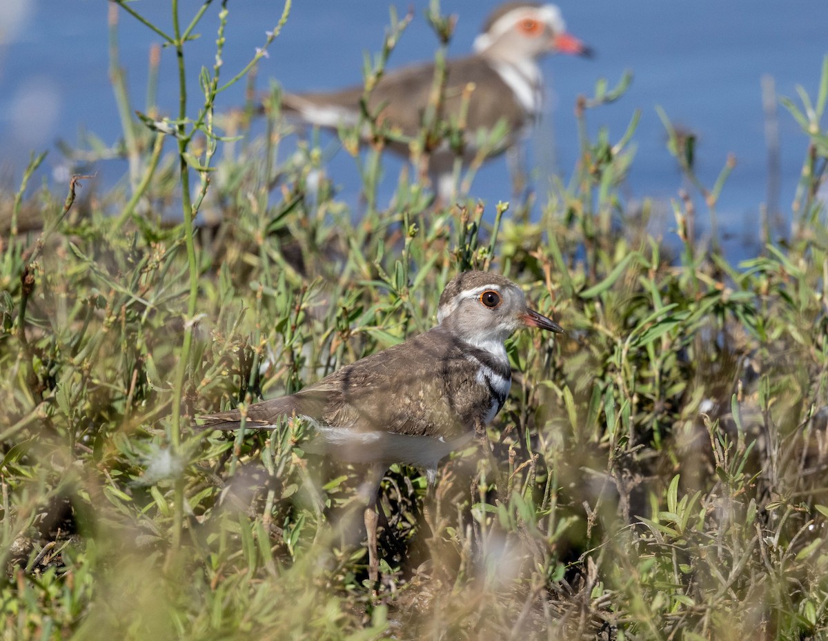 Three-banded Plover - ML647411184