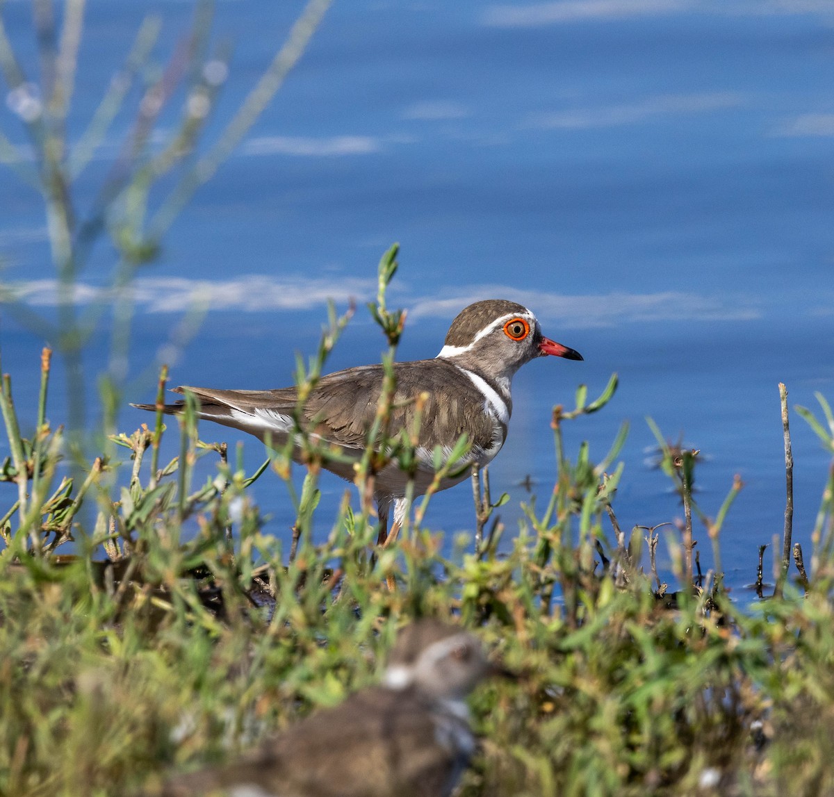 Three-banded Plover - ML647411185