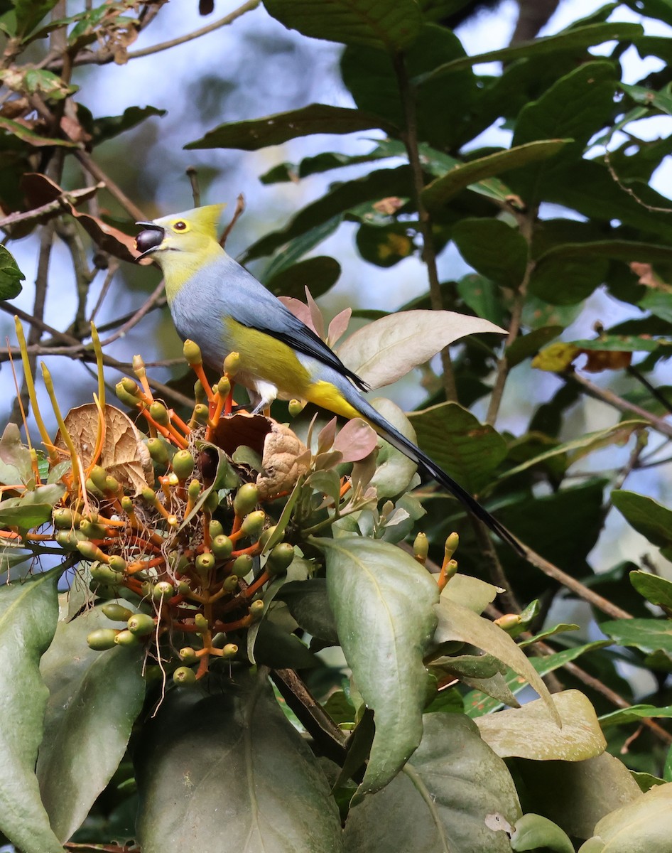 Длиннохвостый шелкохвост - ML647411189