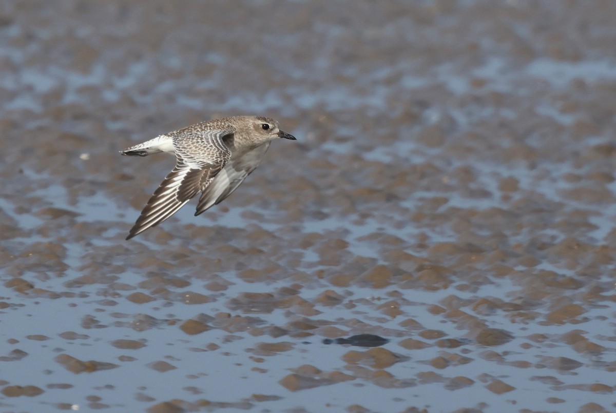 Black-bellied Plover - ML647411200