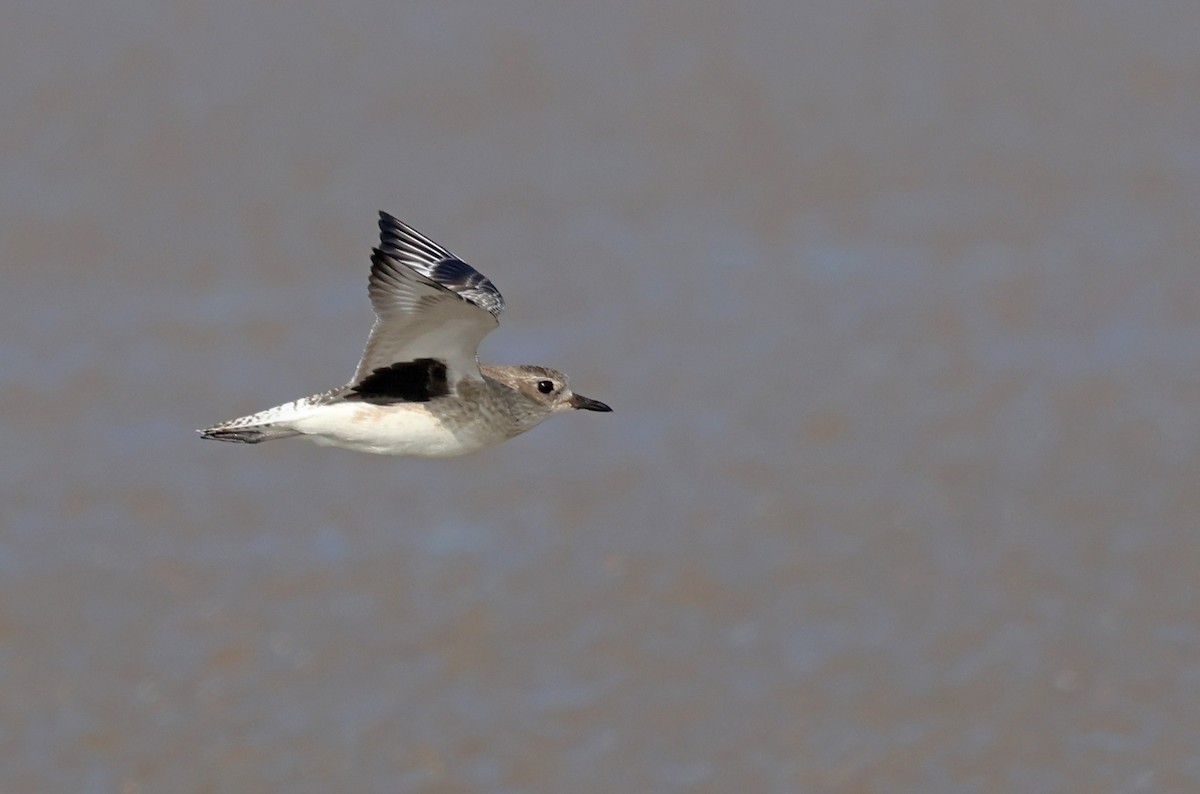 Black-bellied Plover - ML647411201