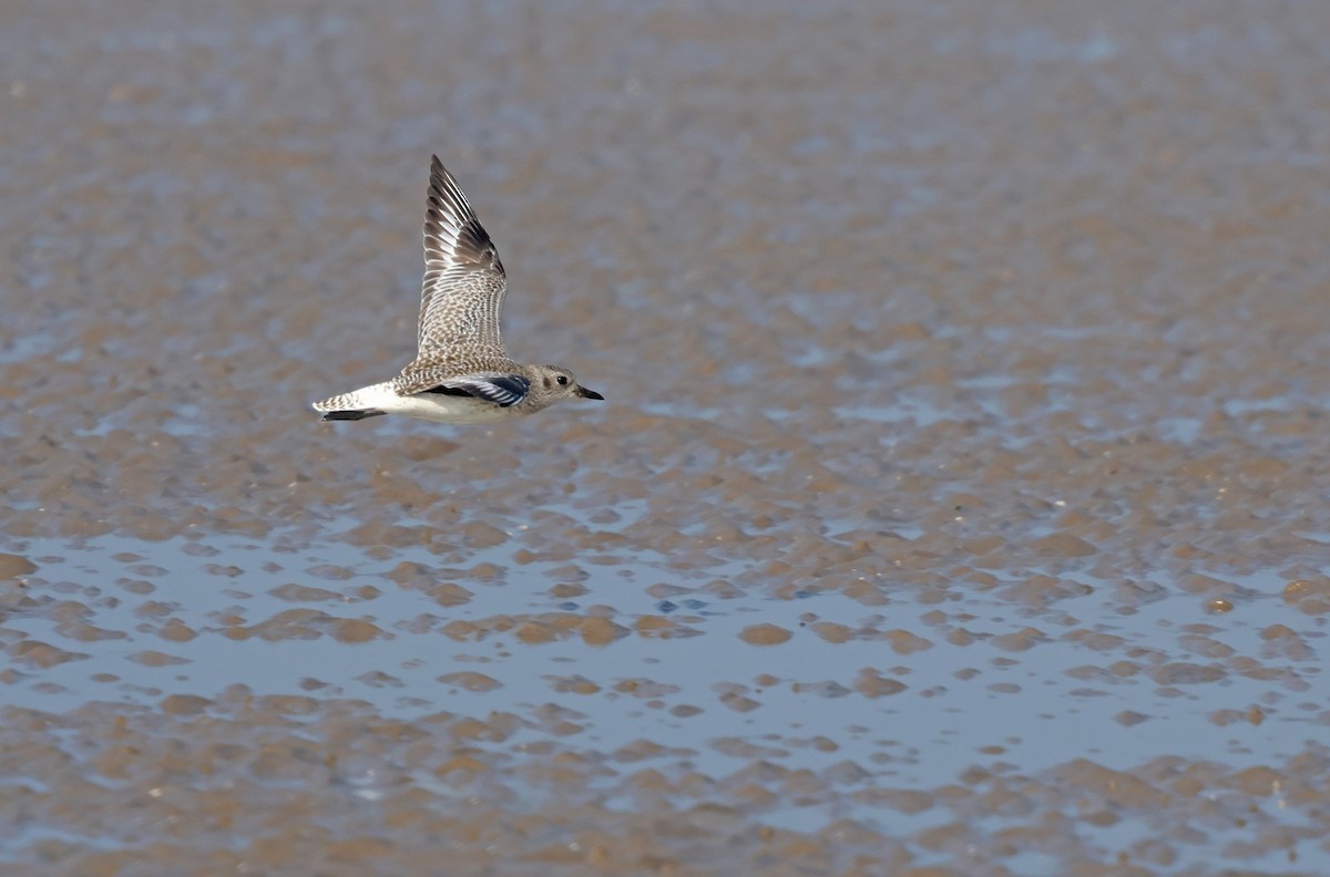Black-bellied Plover - ML647411202