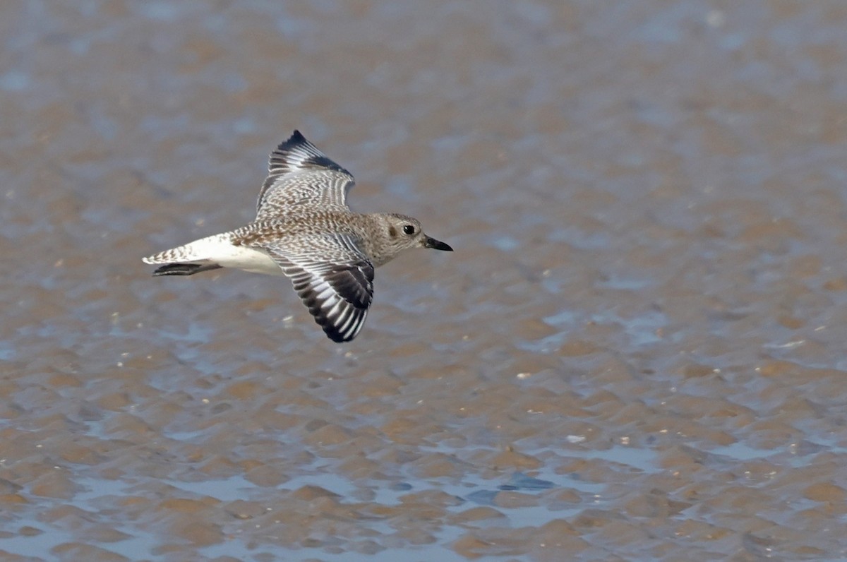 Black-bellied Plover - ML647411203
