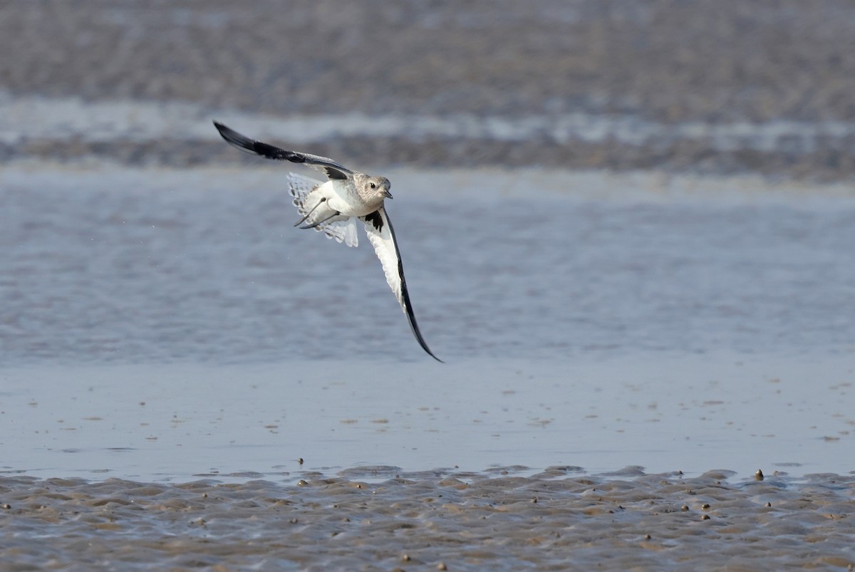 Black-bellied Plover - ML647411204