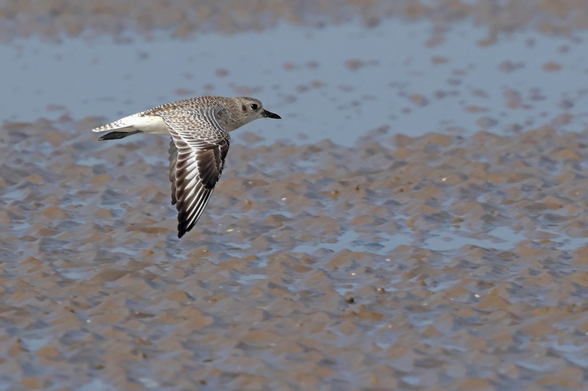 Black-bellied Plover - ML647411205