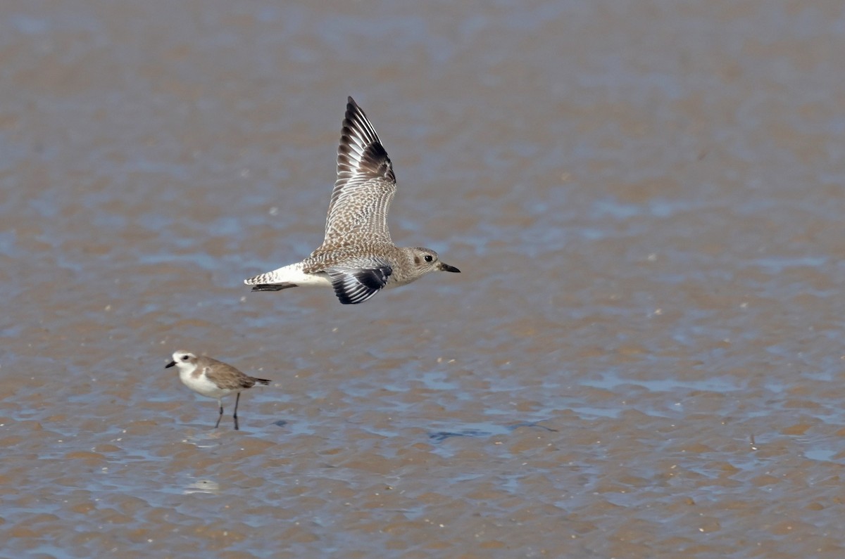 Black-bellied Plover - ML647411206