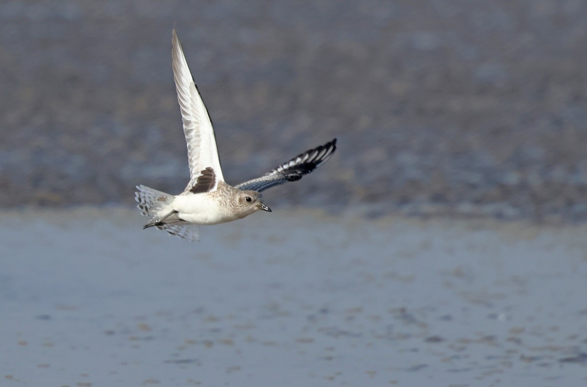 Black-bellied Plover - ML647411207