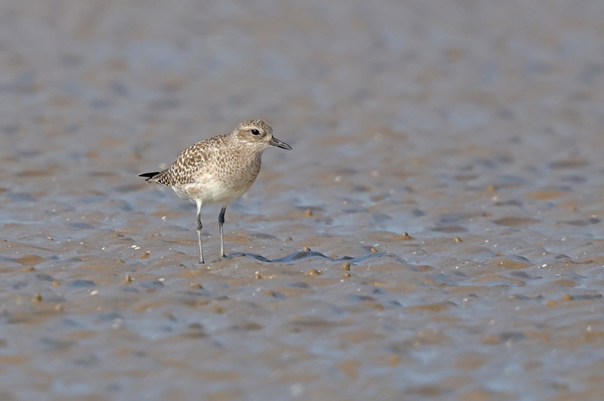 Black-bellied Plover - ML647411208