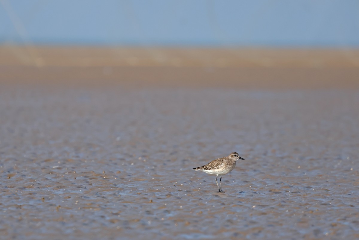 Black-bellied Plover - ML647411209