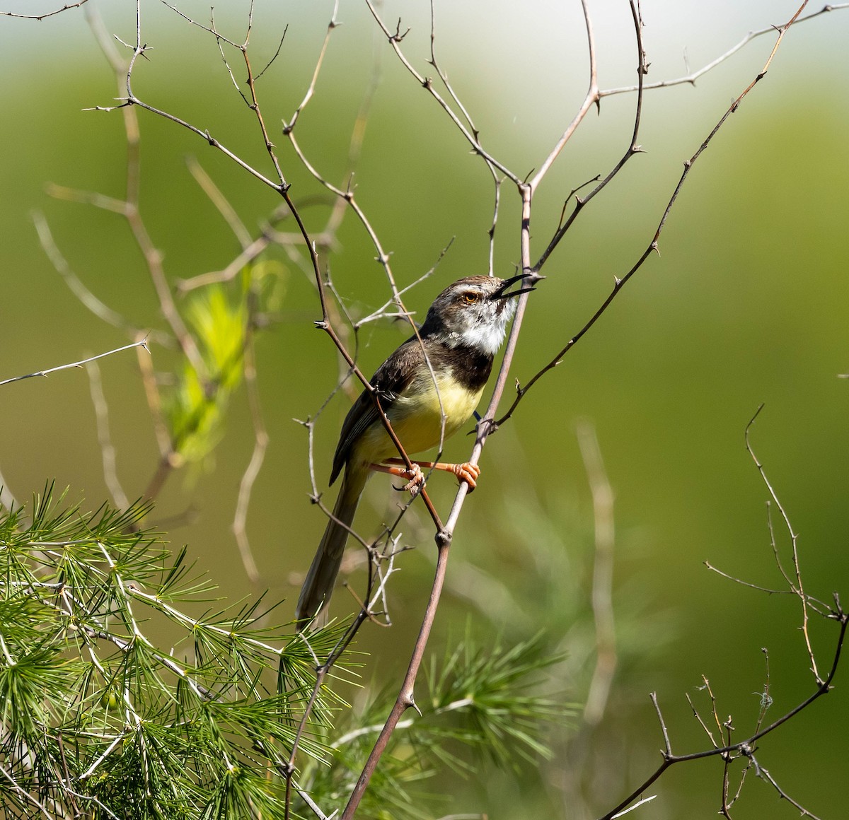 Black-chested Prinia - ML647411227