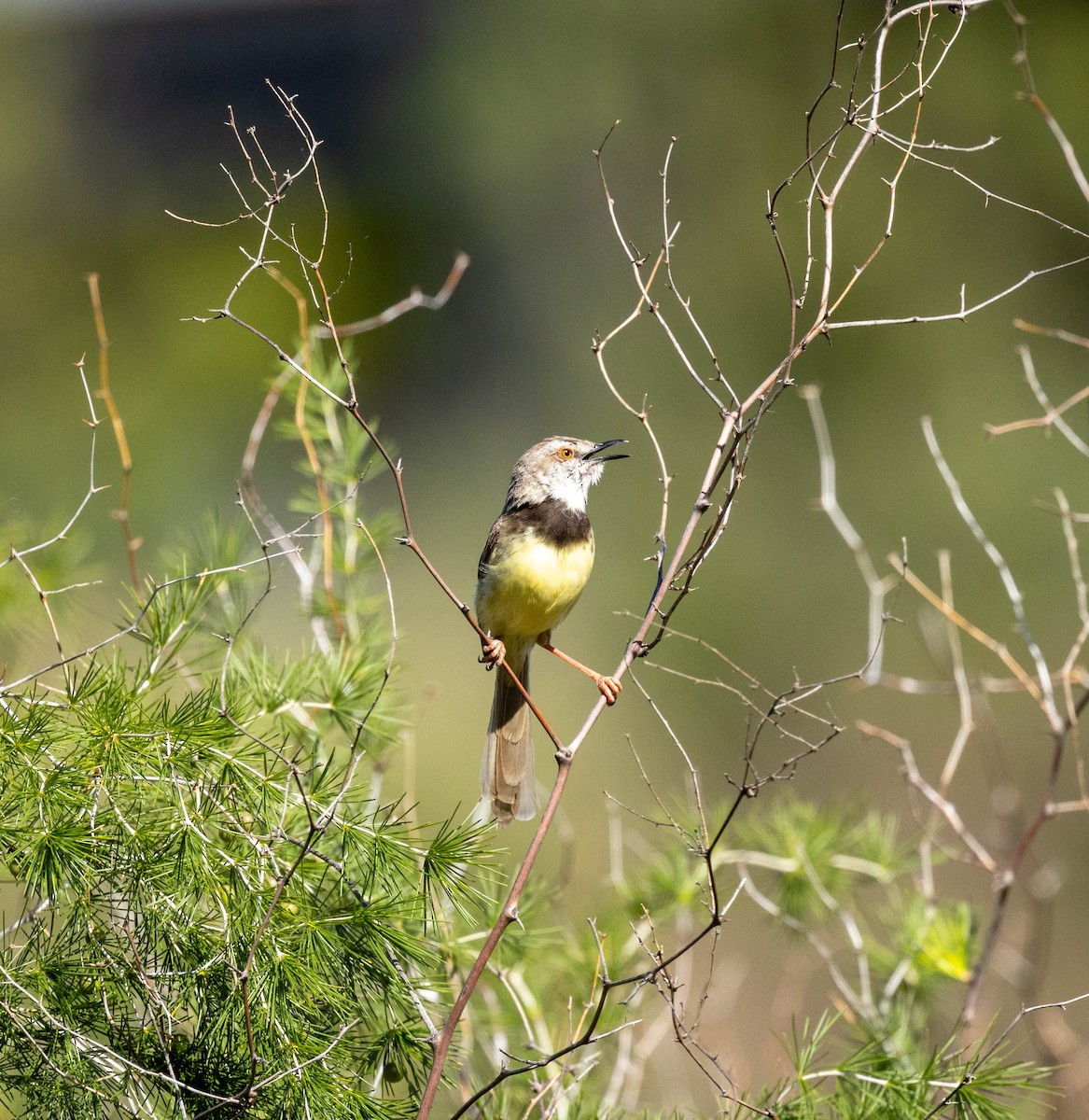 Black-chested Prinia - ML647411228