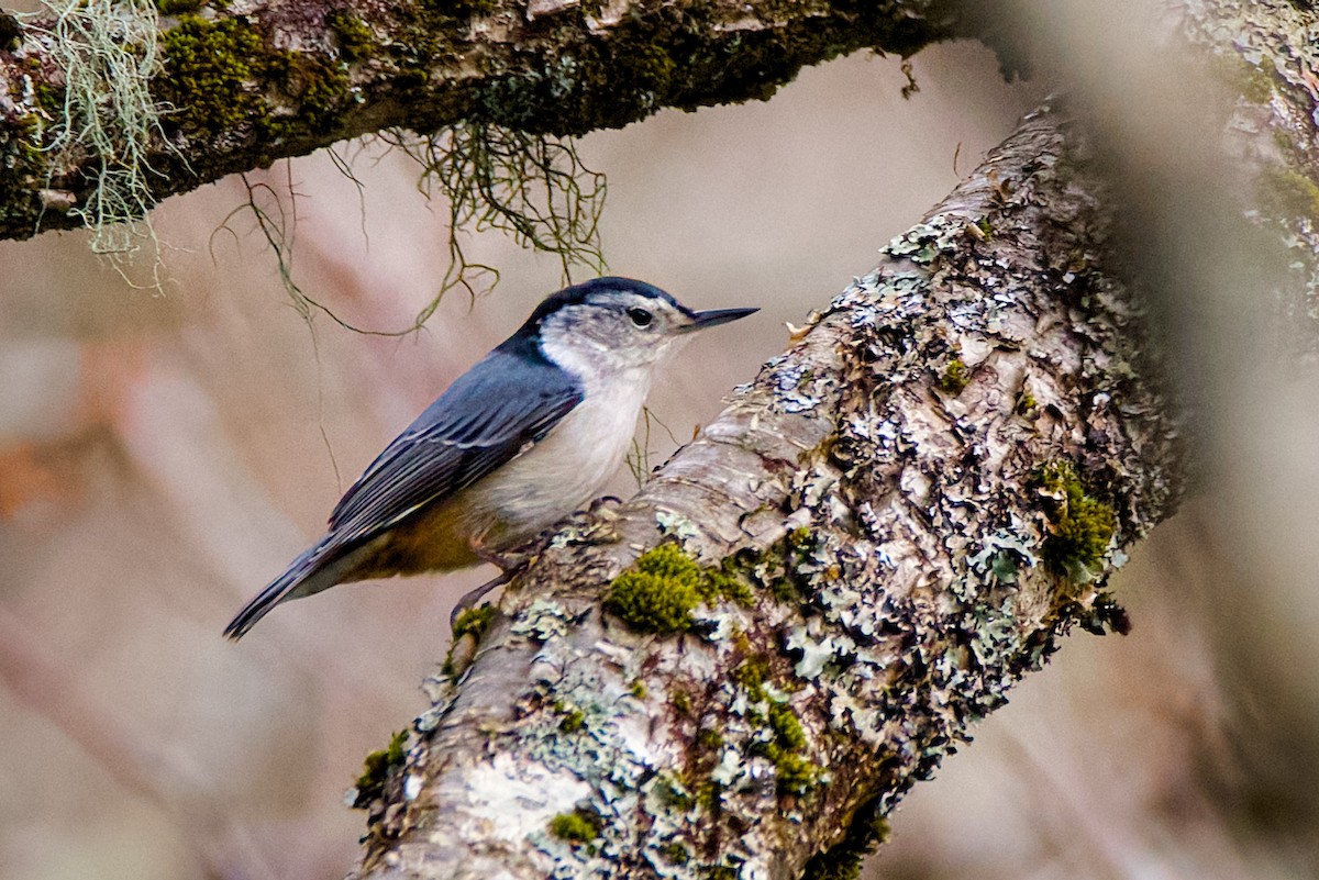 Weißbrustkleiber - ML647411242