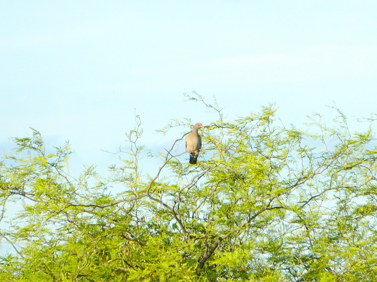 Picazuro Pigeon - ML647411256