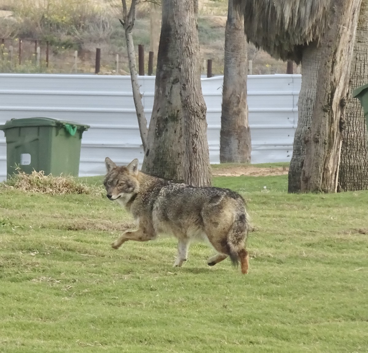 Animals - ML647411258