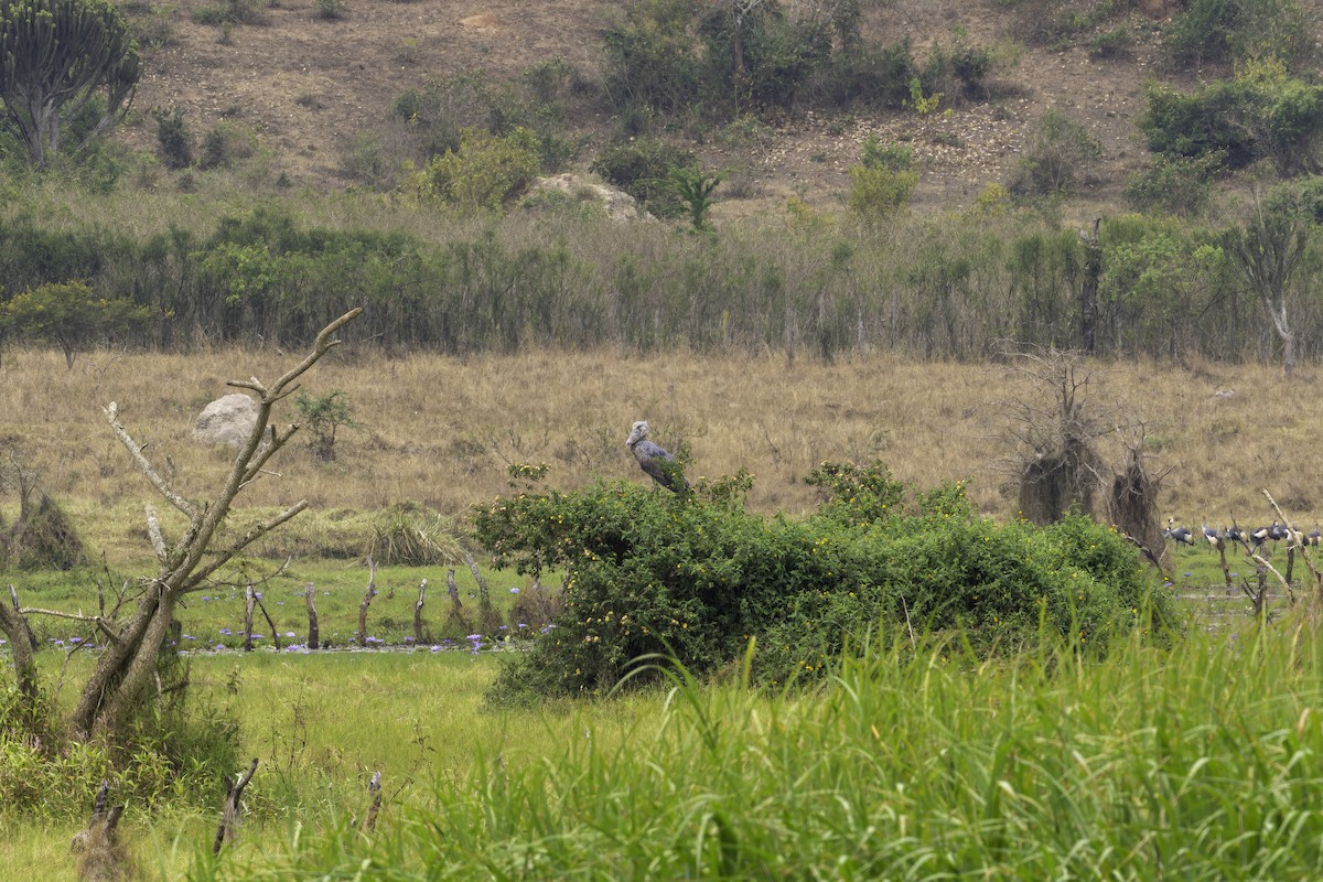 Китоголов - ML647411265