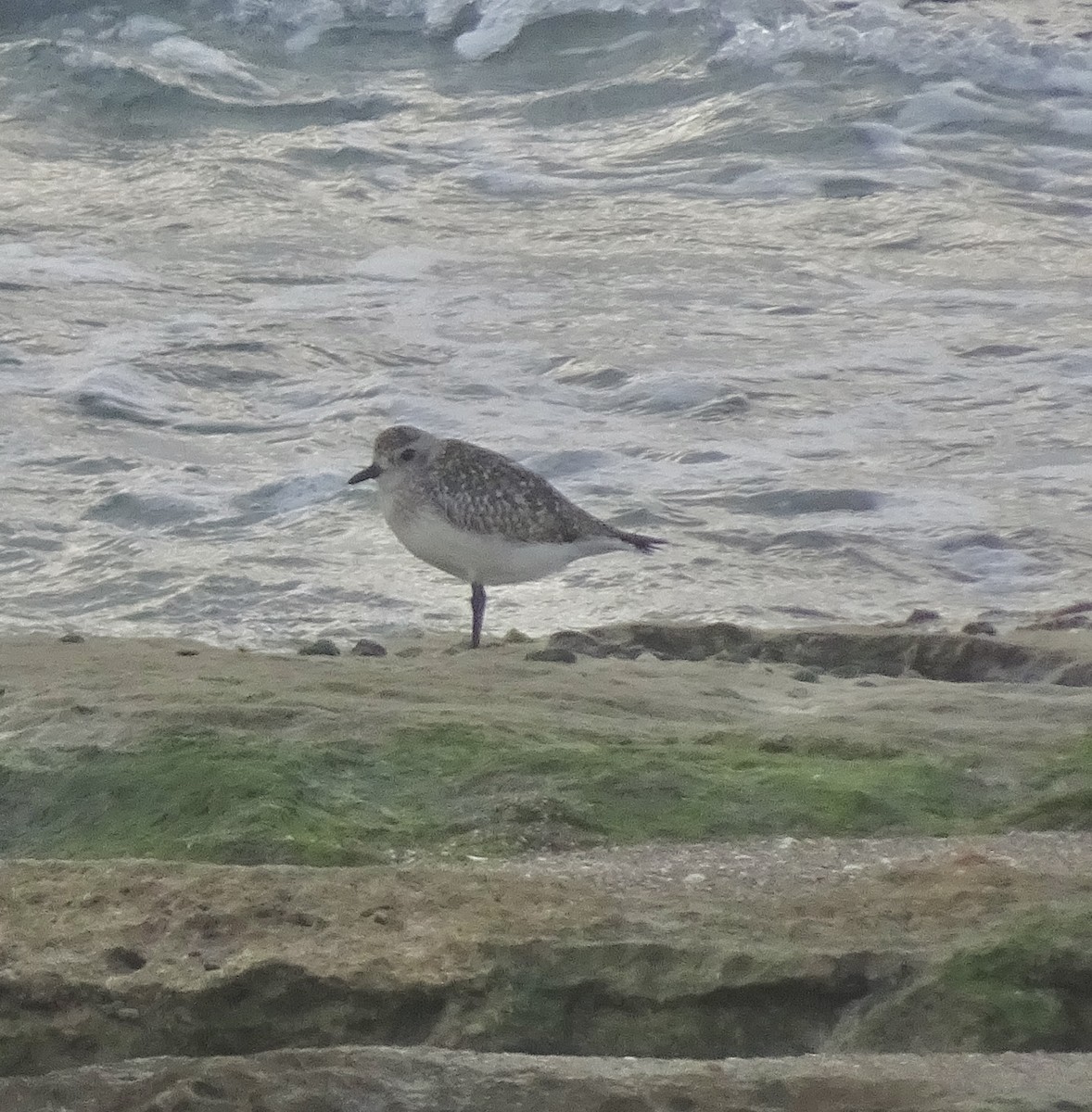 Black-bellied Plover - ML647411271