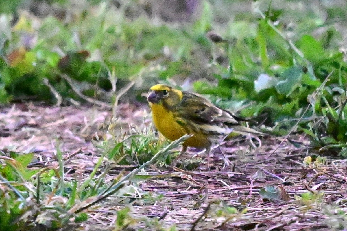 European Serin - ML647411282