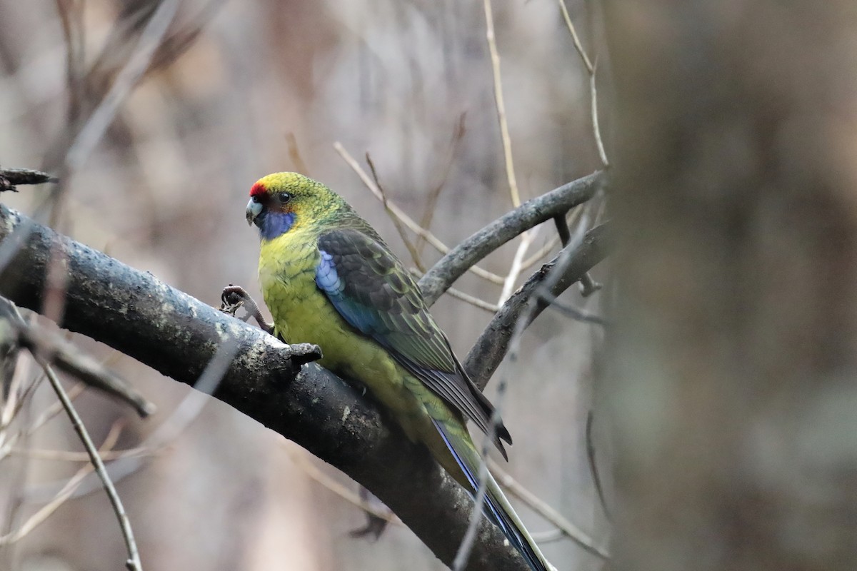 Green Rosella - ML647411283