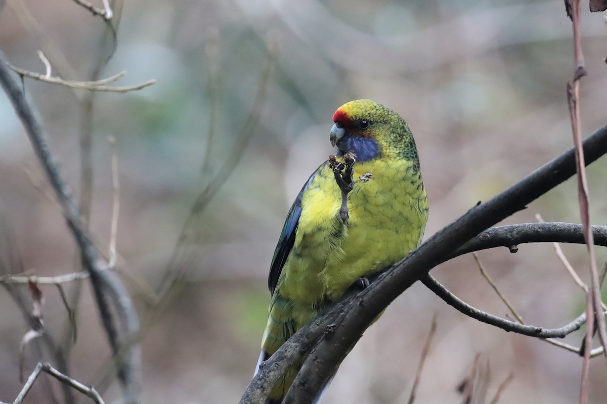 Green Rosella - ML647411286