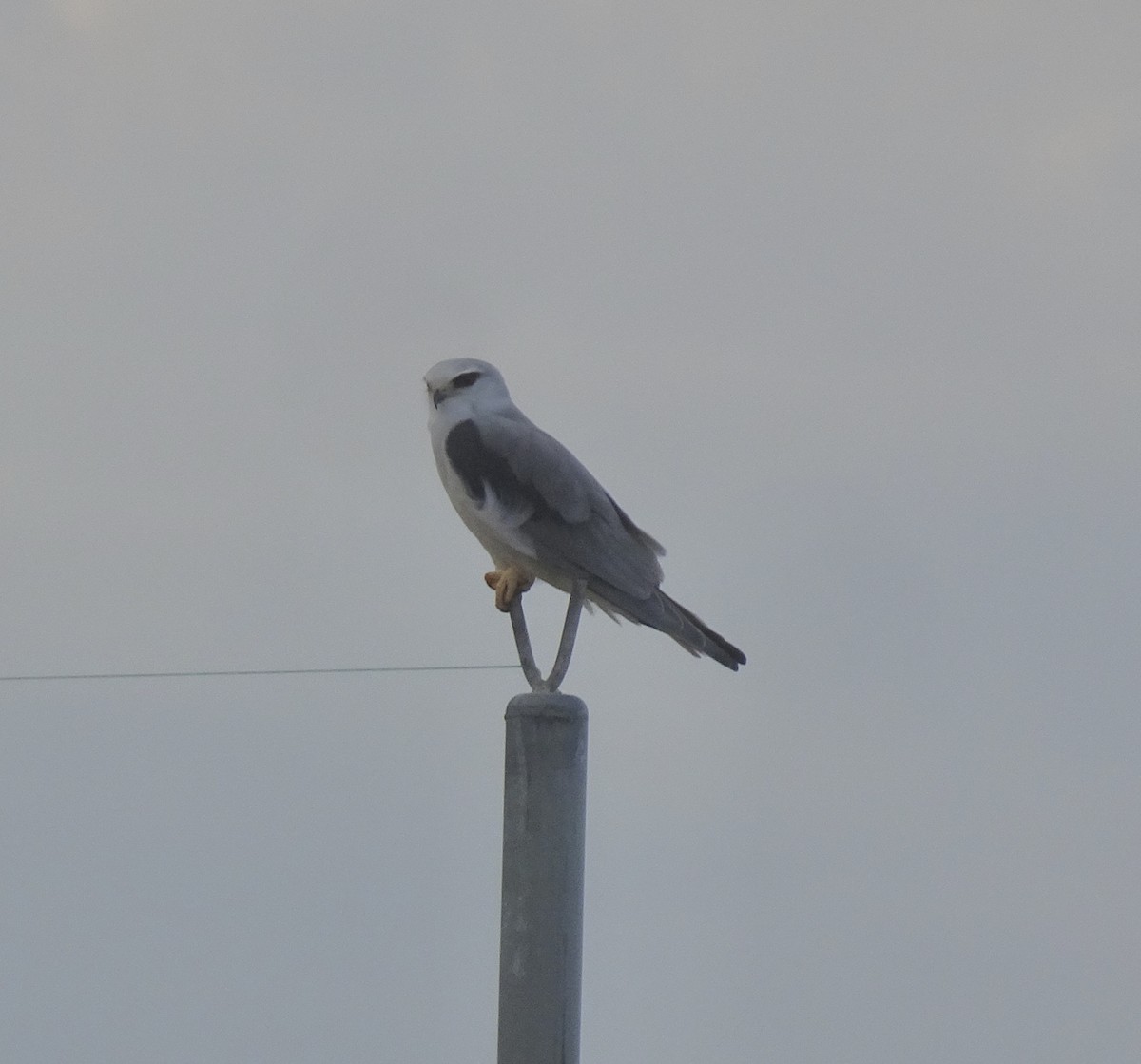 Black-winged Kite - ML647411290