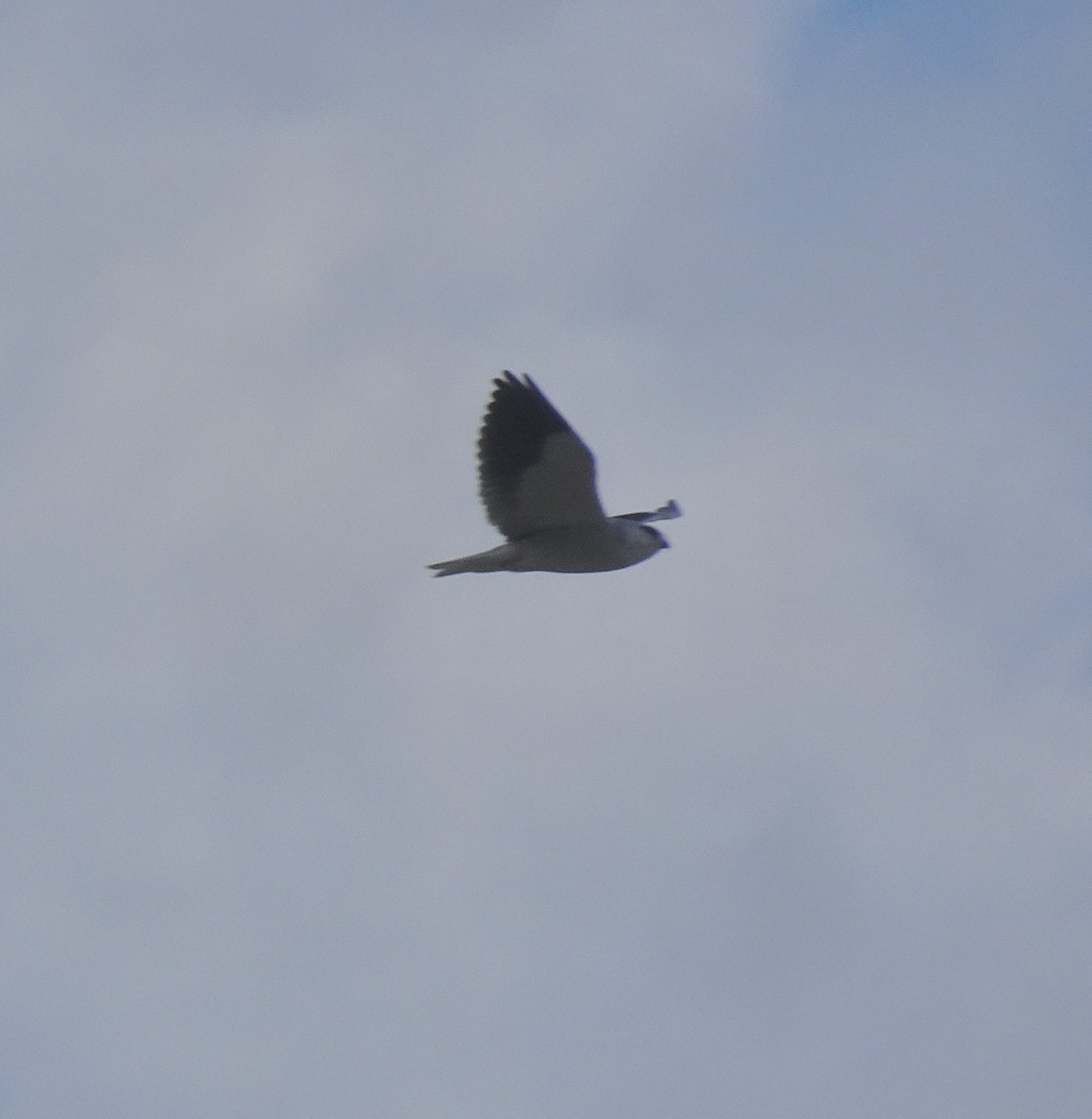 Black-winged Kite - ML647411291