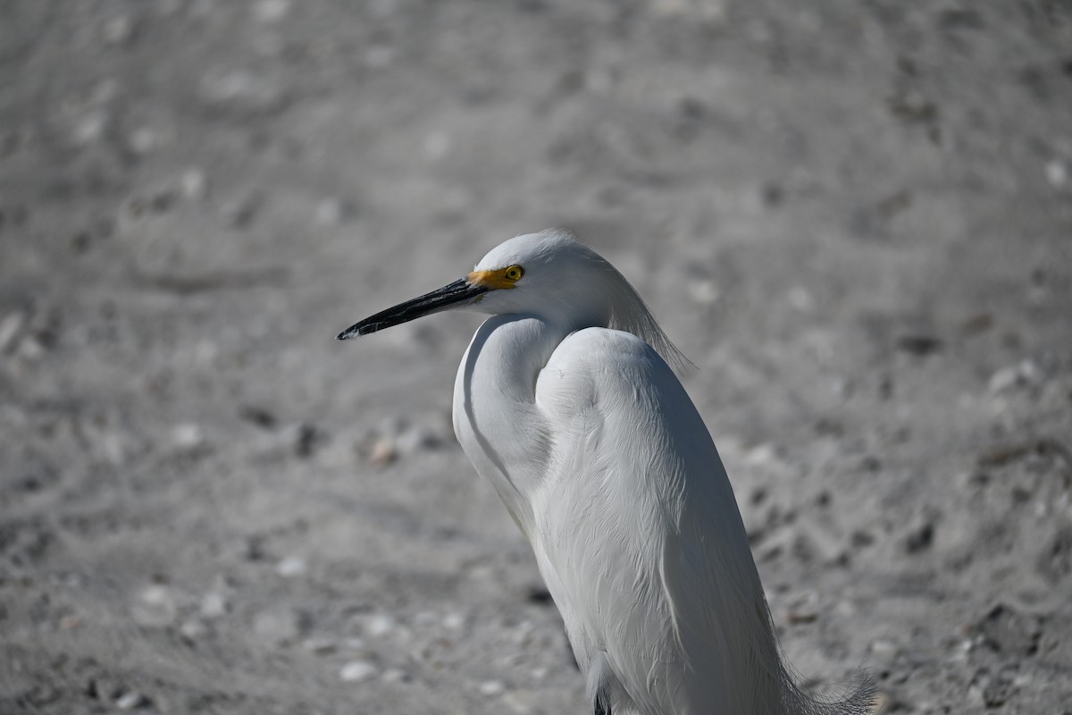Aigrette neigeuse - ML647411296