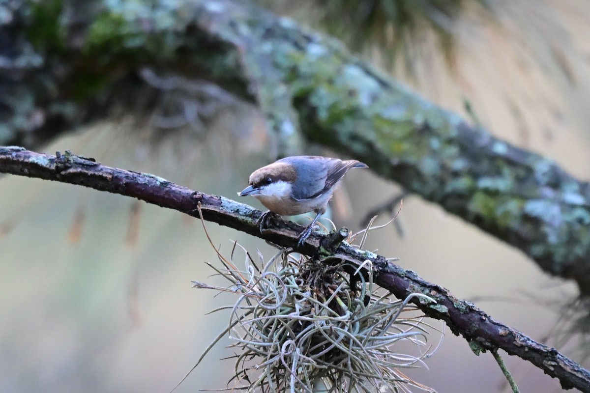 brhlík hnědohlavý - ML647411309