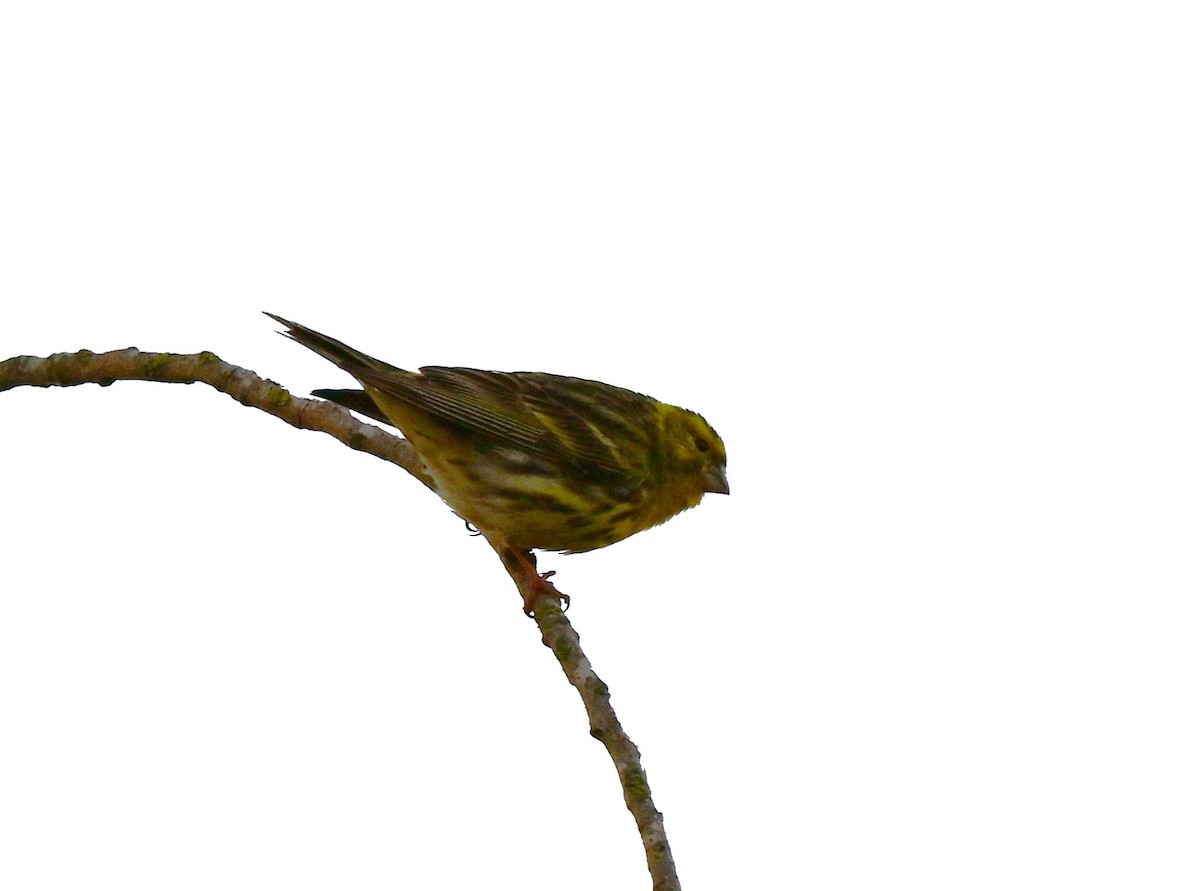 European Serin - ML647411323