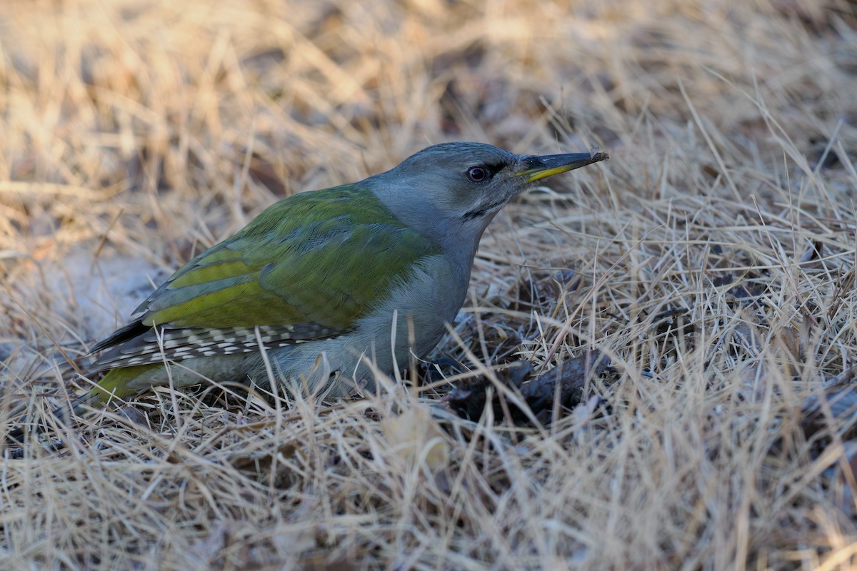 Pic cendré - ML647411348