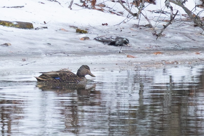 Ahate iluna - ML647411369