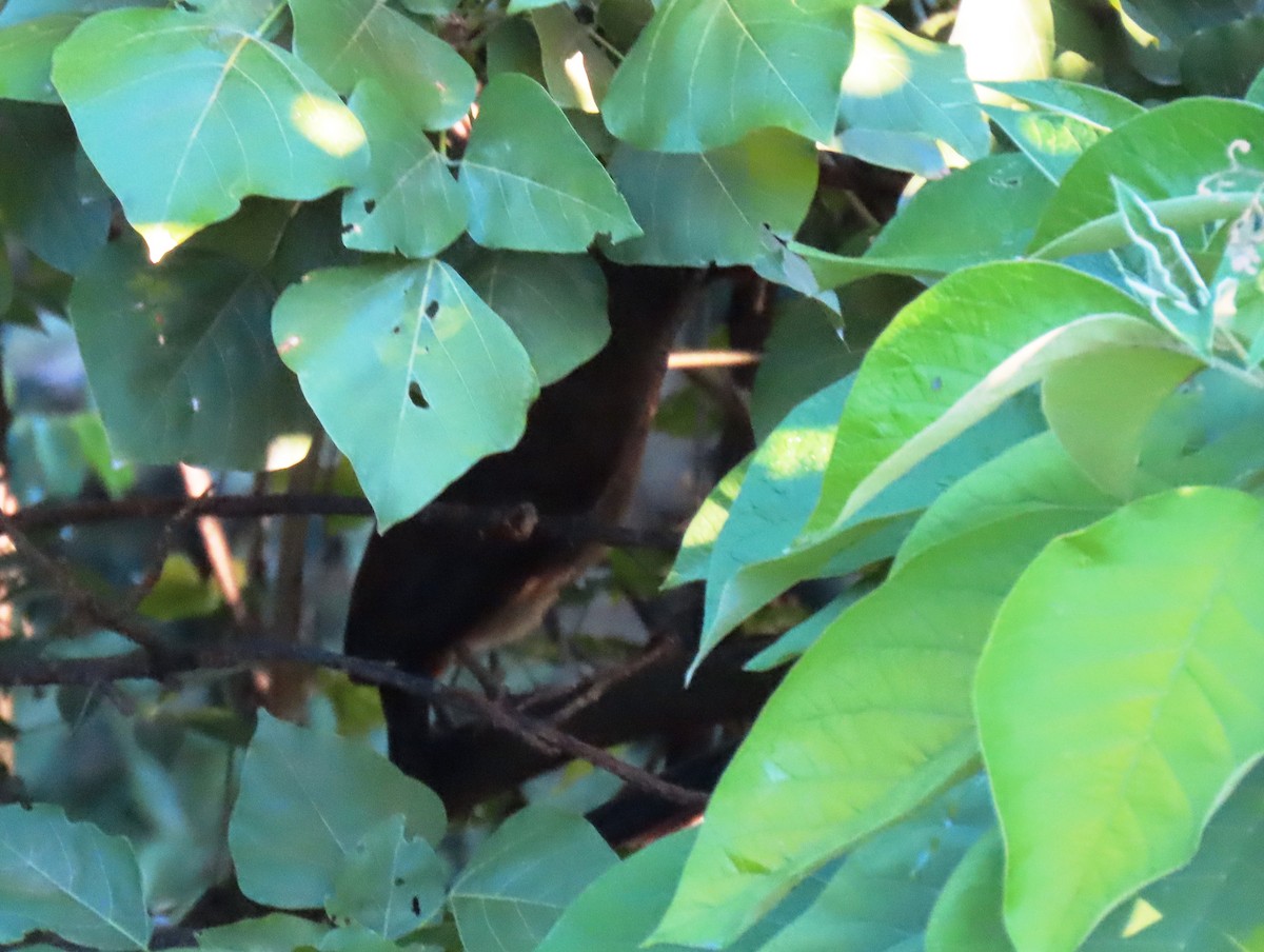 Чачалака рудогуза - ML647411382