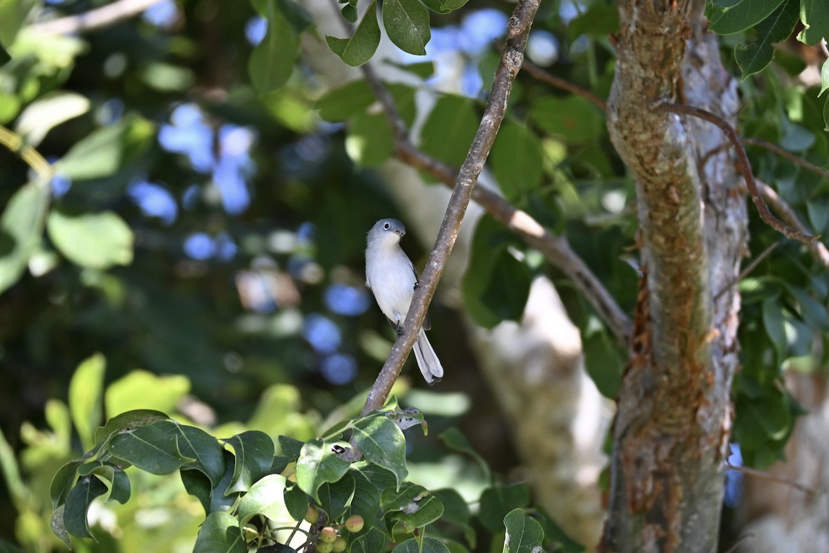 Gobemoucheron gris-bleu (caerulea) - ML647411386