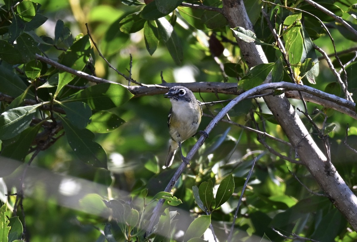 zelenáček brýlový - ML647411392