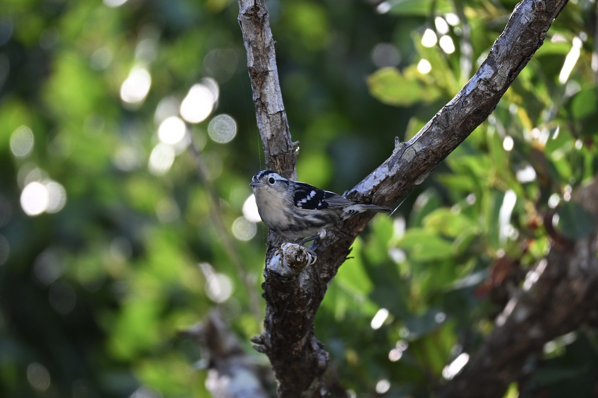 Paruline noir et blanc - ML647411397