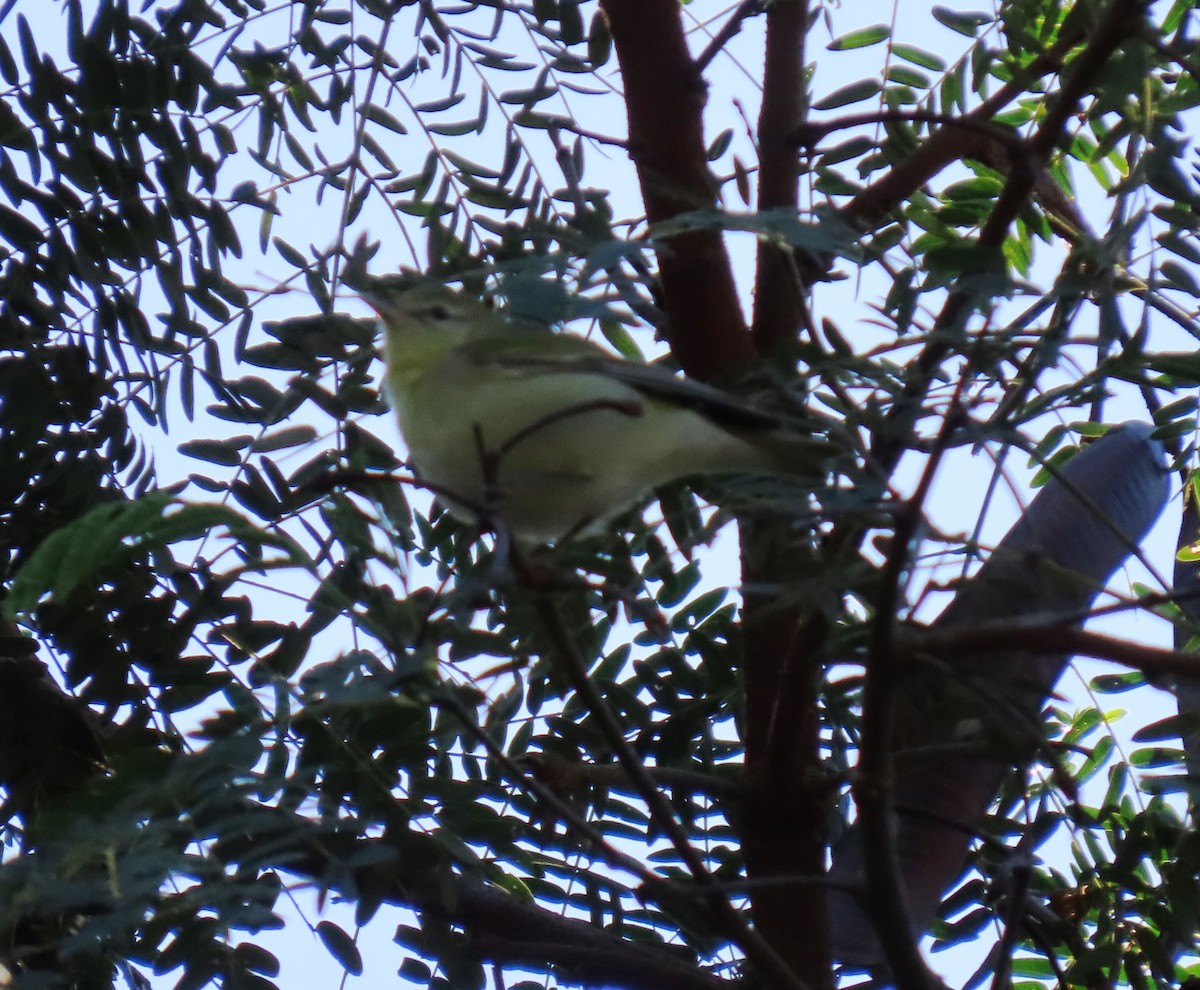 Tennessee Warbler - ML647411411