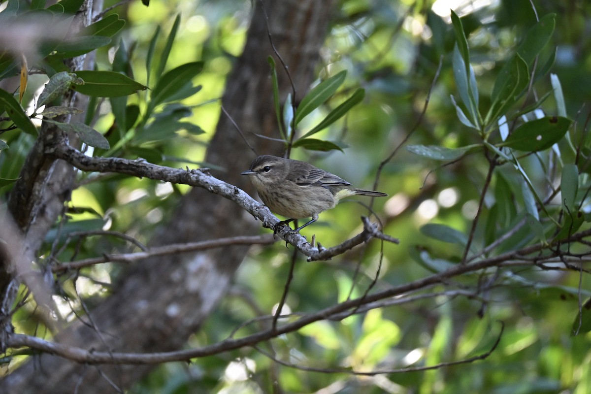 Paruline à couronne rousse (palmarum) - ML647411412