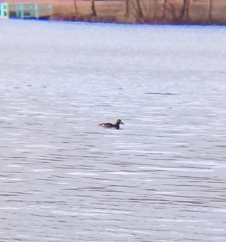 Ahatebeltz hegalzuri europarra - ML647411416