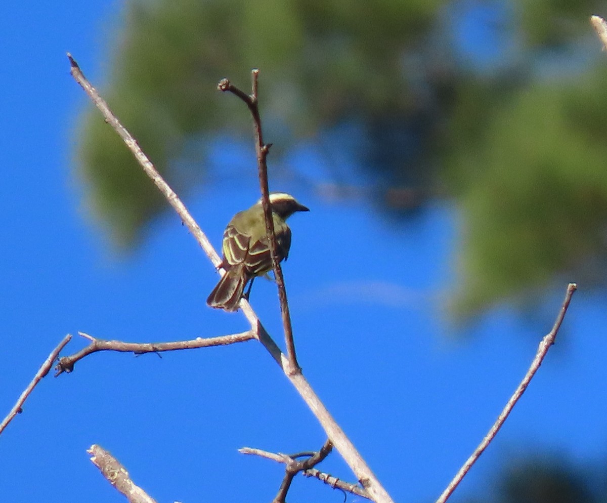 Social Flycatcher - ML647411417