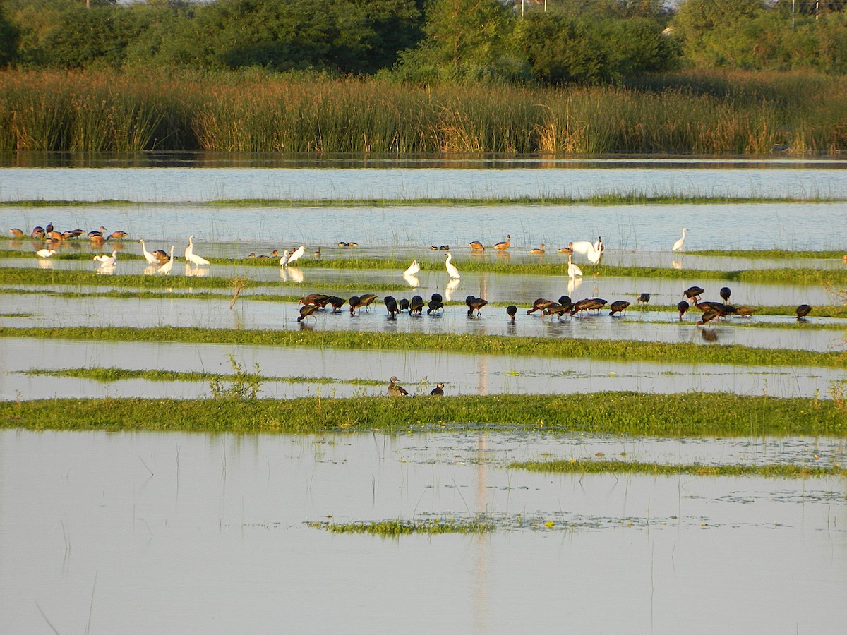 Snowy Egret - ML647411419