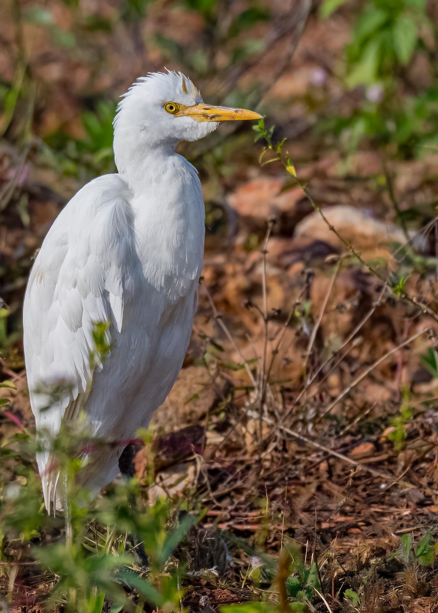Eastern Cattle-Egret - ML647411420