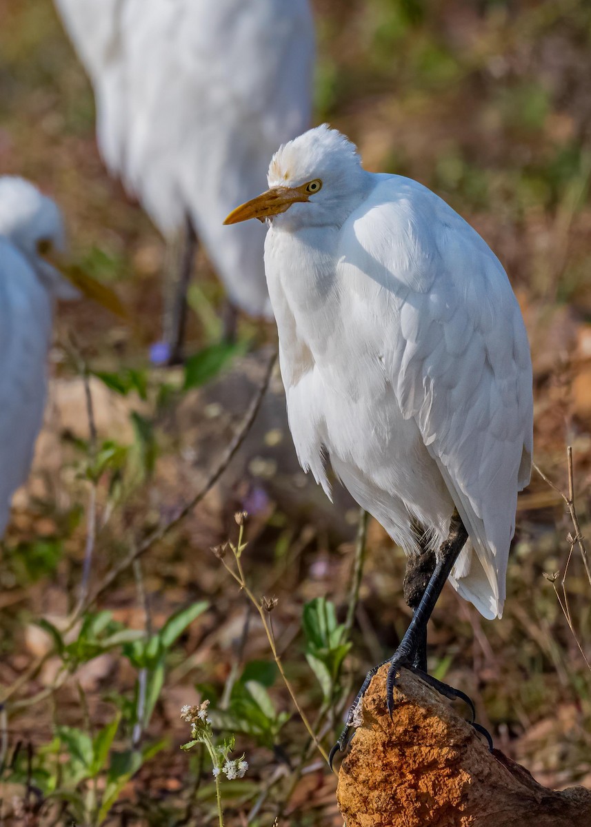 Eastern Cattle-Egret - ML647411421